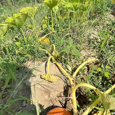 Séjour à la ferme Agriturismo San Biagio *