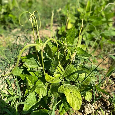 Séjour à la ferme San Biagio Montepulciano Stazione