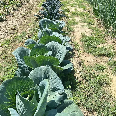 Séjour à la ferme Agriturismo San Biagio Montepulciano Stazione