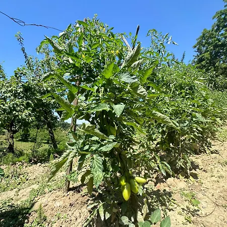 San Biagio * Montepulciano Stazione